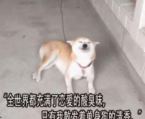 娱乐吃瓜酱多想谈恋爱,一场甜蜜的幻想之旅  第3张