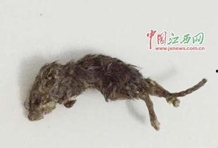 老鼠吃瓜最新事件爆料,揭秘瓜农与鼠患的奇妙对决  第2张